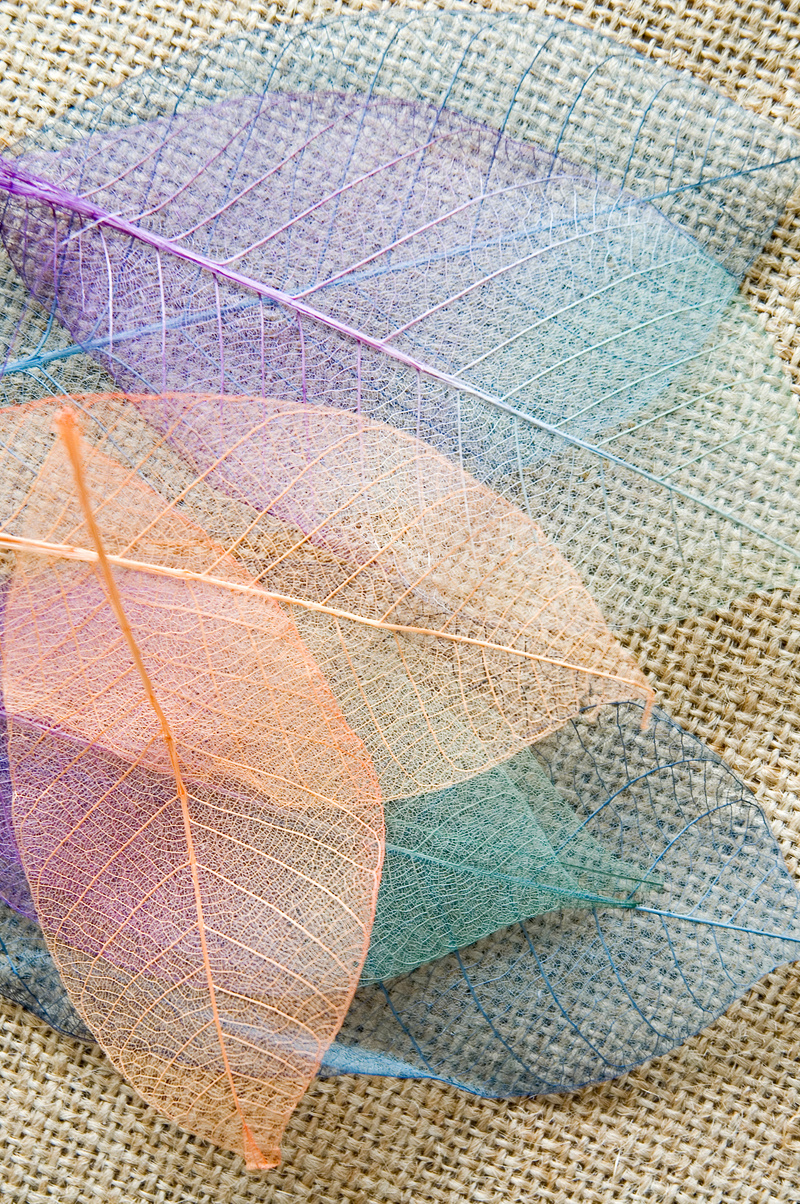colorful leaves background